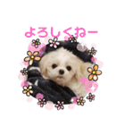 チワマル☆ジュエラちゃんのスタンプ（個別スタンプ：13）