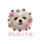 チワマル☆ジュエラちゃんのスタンプ（個別スタンプ：14）