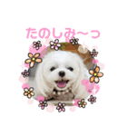 チワマル☆ジュエラちゃんのスタンプ（個別スタンプ：17）