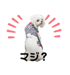 チワマル☆ジュエラちゃんのスタンプ（個別スタンプ：23）