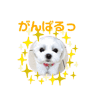 チワマル☆ジュエラちゃんのスタンプ（個別スタンプ：24）
