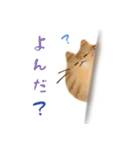 けだまねこ vol.02（個別スタンプ：10）