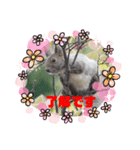 かわいいエゾリス（個別スタンプ：3）