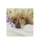 dog.、（個別スタンプ：1）