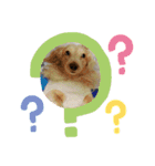 dog.、（個別スタンプ：2）