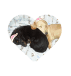 dog.、（個別スタンプ：4）