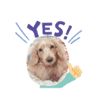 dog.、（個別スタンプ：5）