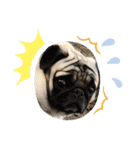 dog.、（個別スタンプ：6）