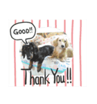 dog.、（個別スタンプ：7）