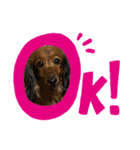 dog.、（個別スタンプ：10）