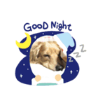 dog.、（個別スタンプ：11）