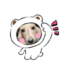 dog.、（個別スタンプ：15）