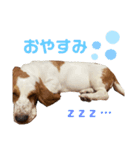 バセットハウンド♡シナモン（個別スタンプ：2）