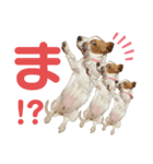 バセットハウンド♡シナモン（個別スタンプ：4）