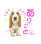バセットハウンド♡シナモン（個別スタンプ：6）