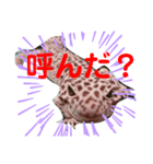 かわいい爬虫類達のスタンプ（個別スタンプ：3）