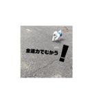 ゆきまると申します。（個別スタンプ：2）