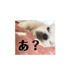 ゆきまると申します。（個別スタンプ：3）