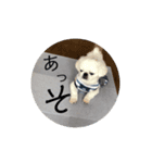 ゆきまると申します。（個別スタンプ：15）