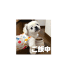 ゆきまると申します。（個別スタンプ：16）