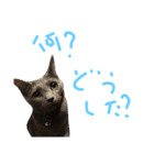 猫-たま（個別スタンプ：1）