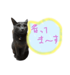 猫-たま（個別スタンプ：3）