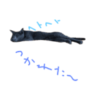 猫-たま（個別スタンプ：4）
