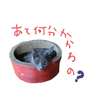 猫-たま（個別スタンプ：5）