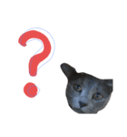 猫-たま（個別スタンプ：7）