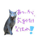 猫-たま（個別スタンプ：8）