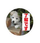 小次郎スタンプ2（個別スタンプ：3）