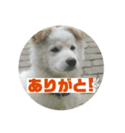 小次郎スタンプ2（個別スタンプ：7）