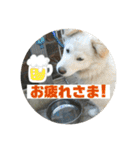 小次郎スタンプ2（個別スタンプ：13）