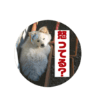 小次郎スタンプ2（個別スタンプ：22）