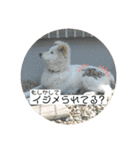 小次郎スタンプ2（個別スタンプ：23）