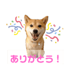 豆柴のこうたくんです。（個別スタンプ：1）
