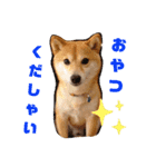 豆柴のこうたくんです。（個別スタンプ：2）