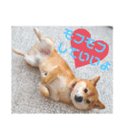 豆柴のこうたくんです。（個別スタンプ：3）