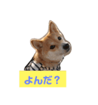豆柴のこうたくんです。（個別スタンプ：4）