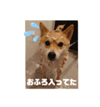 豆柴のこうたくんです。（個別スタンプ：6）