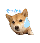 豆柴のこうたくんです。（個別スタンプ：7）