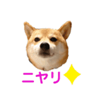 豆柴のこうたくんです。（個別スタンプ：10）