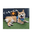 豆柴のこうたくんです。（個別スタンプ：15）