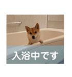 豆柴のこうたくんです。（個別スタンプ：16）