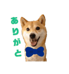 豆柴のこうたくんです。（個別スタンプ：18）