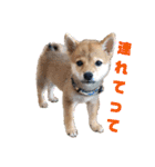 豆柴のこうたくんです。（個別スタンプ：19）