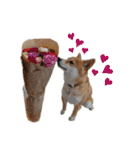 豆柴のこうたくんです。（個別スタンプ：20）