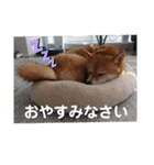 豆柴のこうたくんです。（個別スタンプ：22）