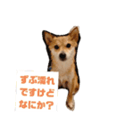 豆柴のこうたくんです。（個別スタンプ：23）