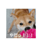 豆柴のこうたくんです。（個別スタンプ：24）